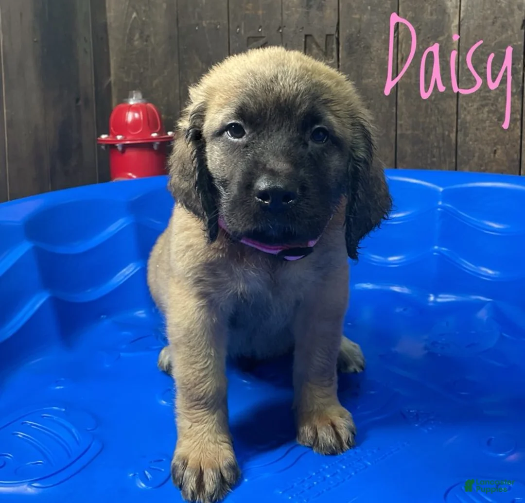 English Mastiff dogs for sale: Daisy - Ad 2
