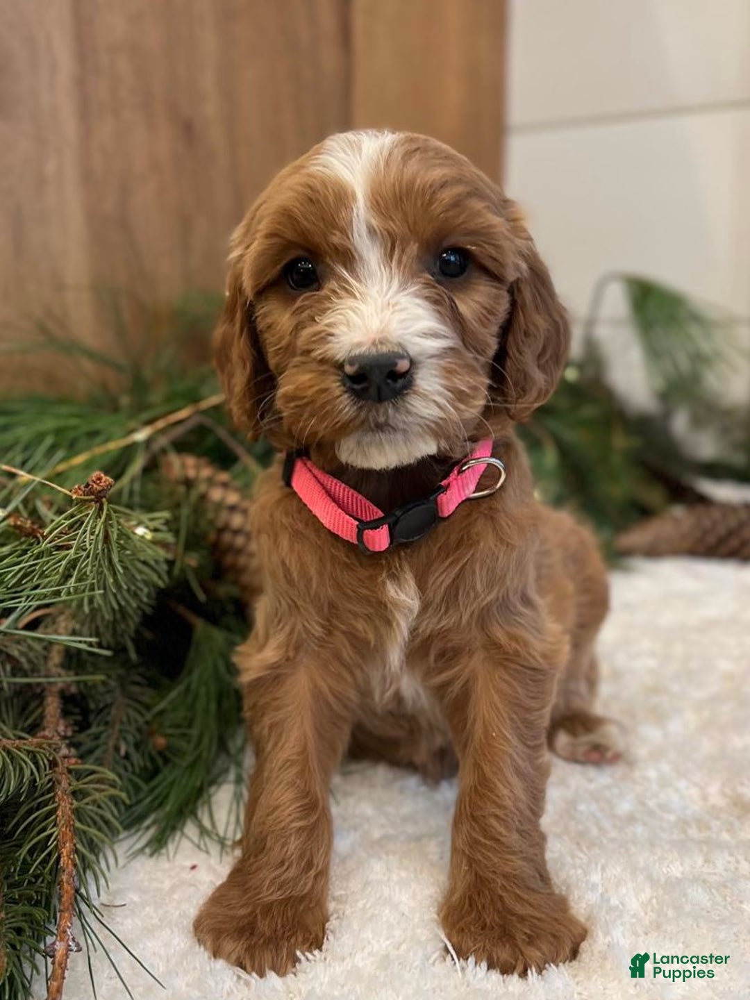 Irish Doodle dogs for sale: Oakley - Ad 6