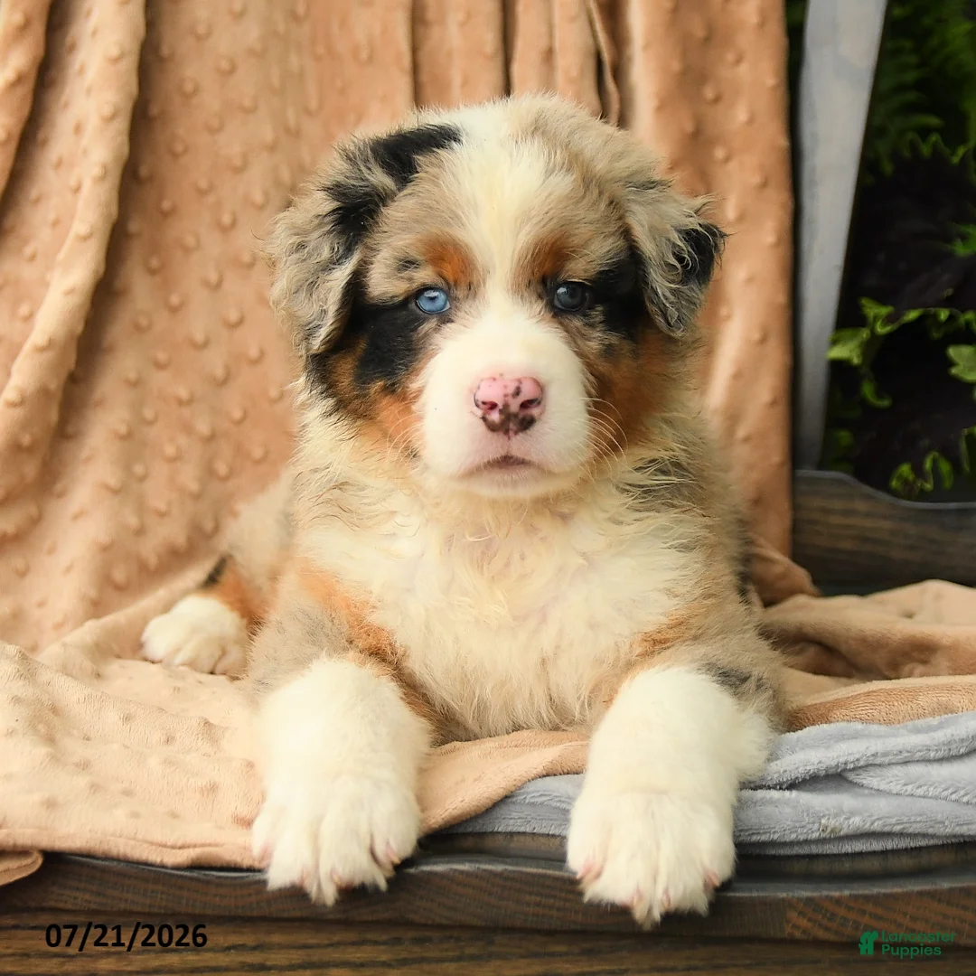 Australian Shepherd dogs for sale: Miles - Ad 1
