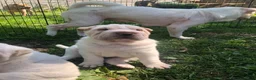 Shar Pei dogs for sale: Shar Pei Puppy 8 - Ad 5