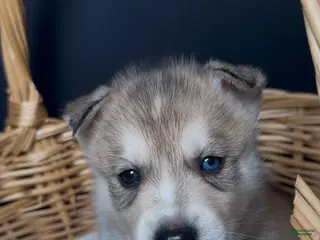 Siberian Husky dogs Maverick - Ad 5