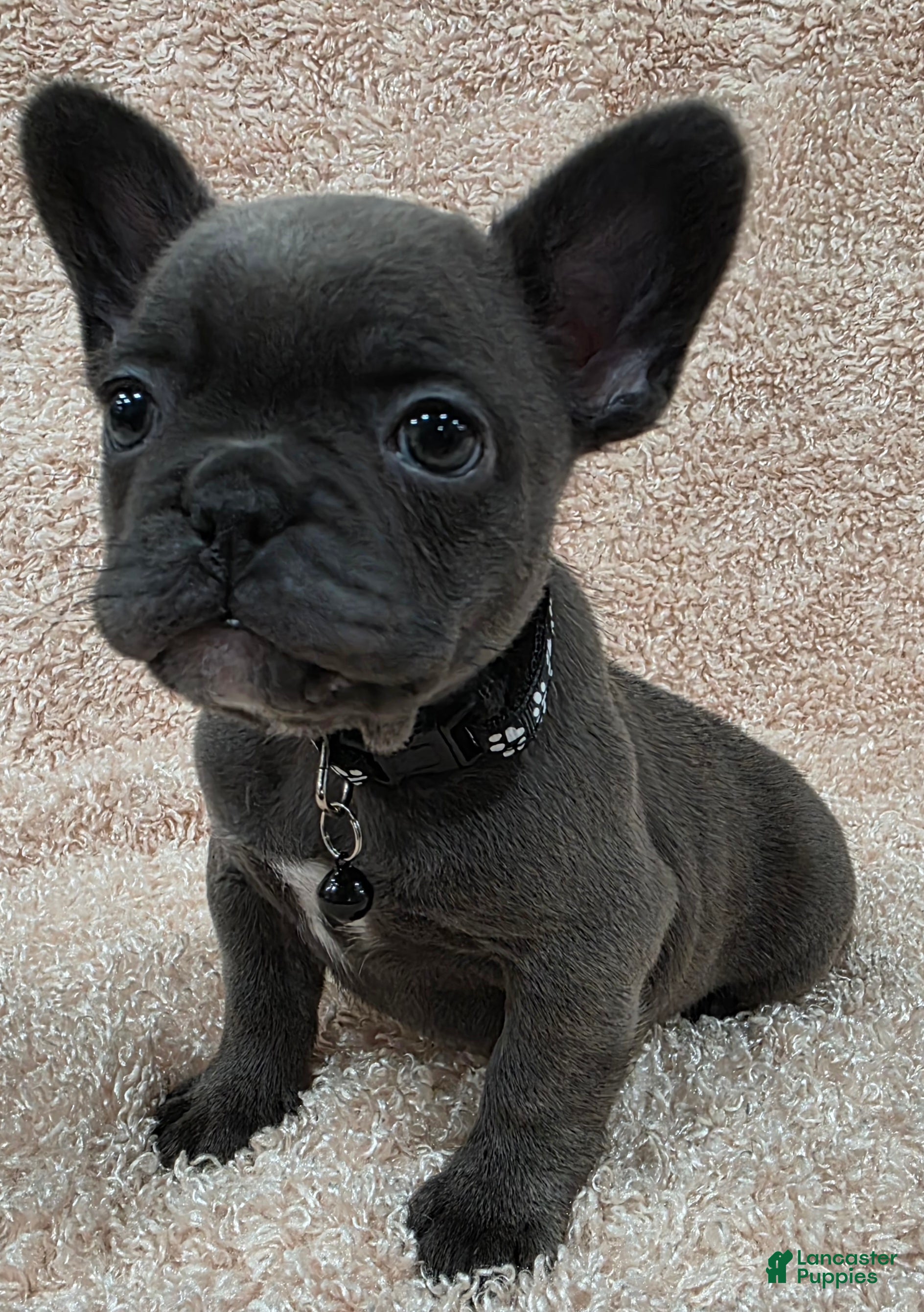 French Bulldog dogs French Bulldog Puppy 1 - Ad 32