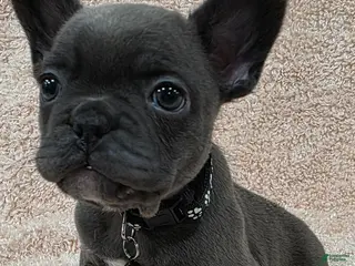 French Bulldog dogs French Bulldog Puppy 1 - Ad 24