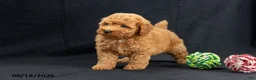 Mini Goldendoodle dogs for sale: Donna - Ad 6