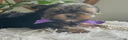 Yorkshire Terrier dogs for sale: Tucker - Ad 21