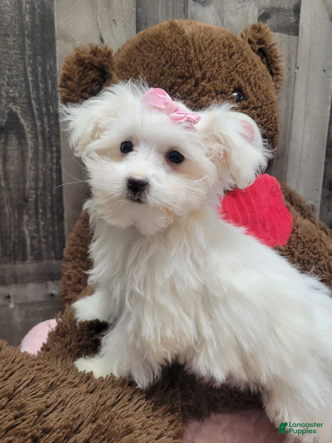 Maltese dogs for sale: Pearl - Ad 6