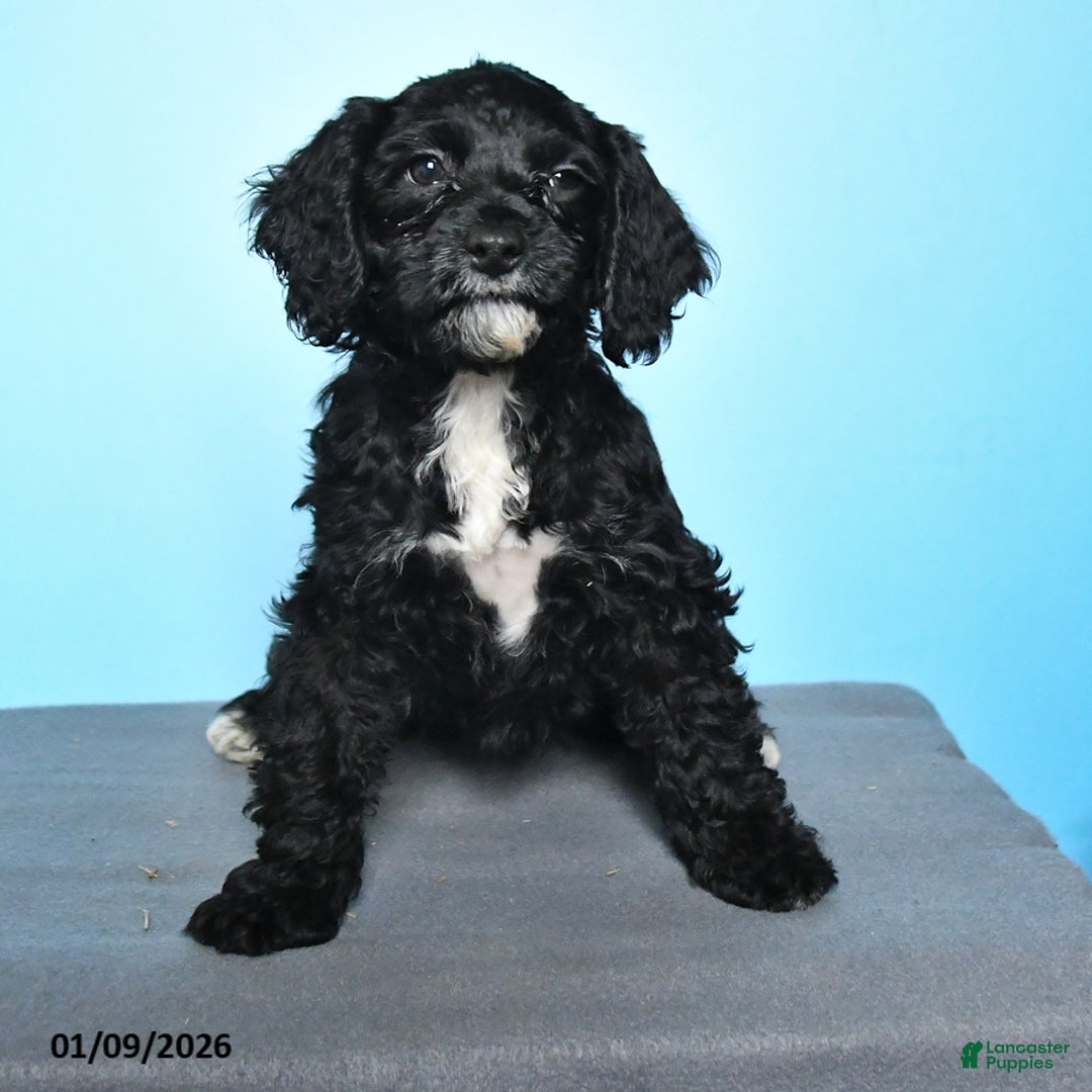 Cockapoo dogs for sale: Maggie - Ad 3
