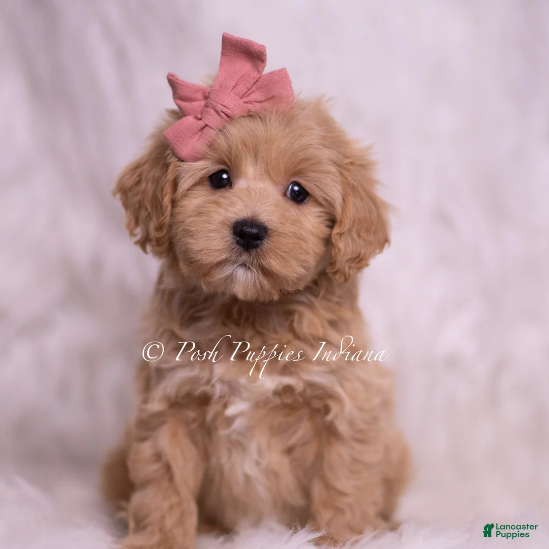 Maltipoo dogs for sale: Joanna - Ad 2