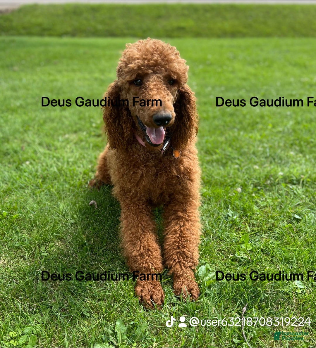 Irish Doodle dogs for sale: Claus - Ad 5