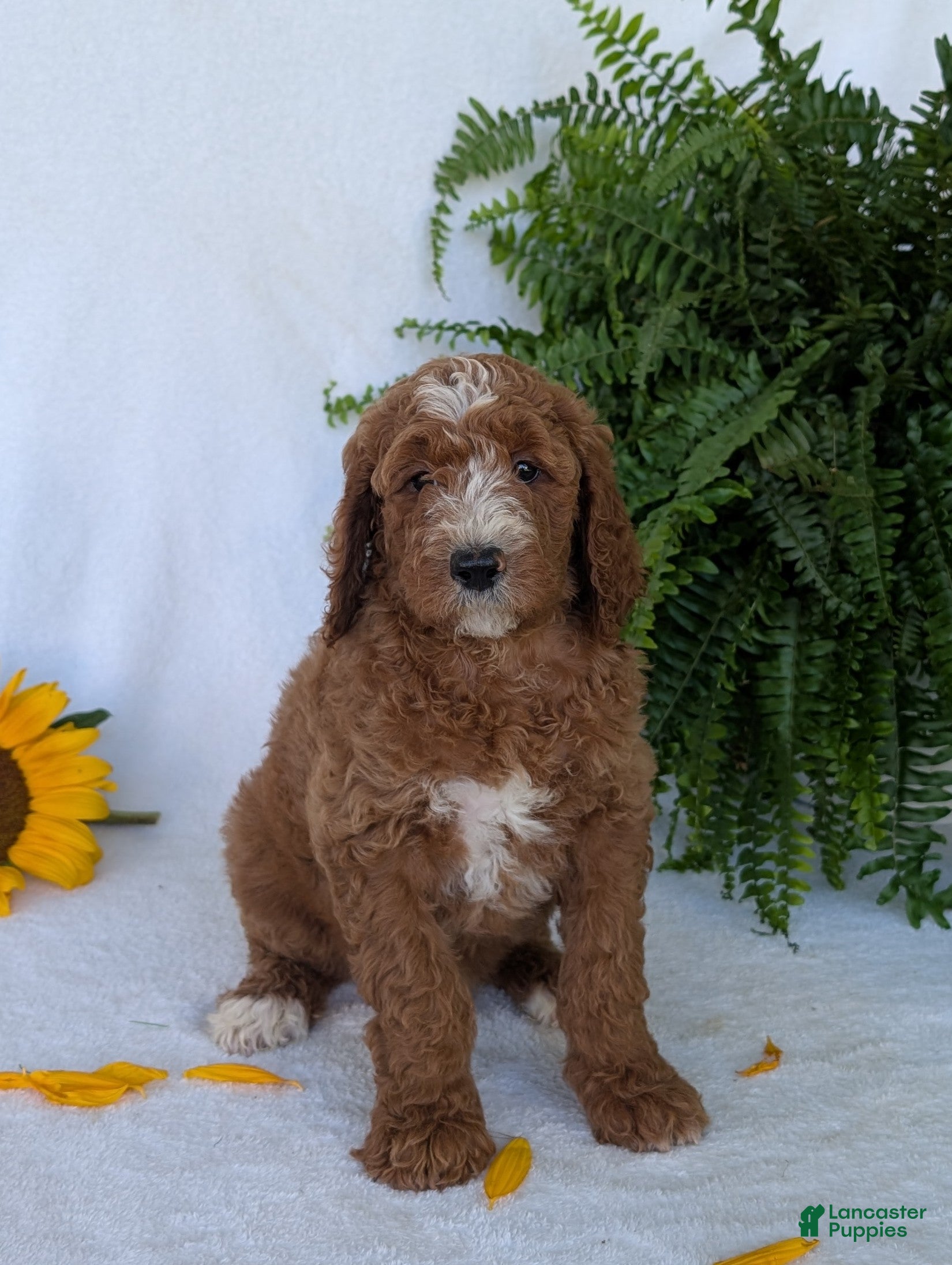Goldendoodle dogs Suzy - Ad 1