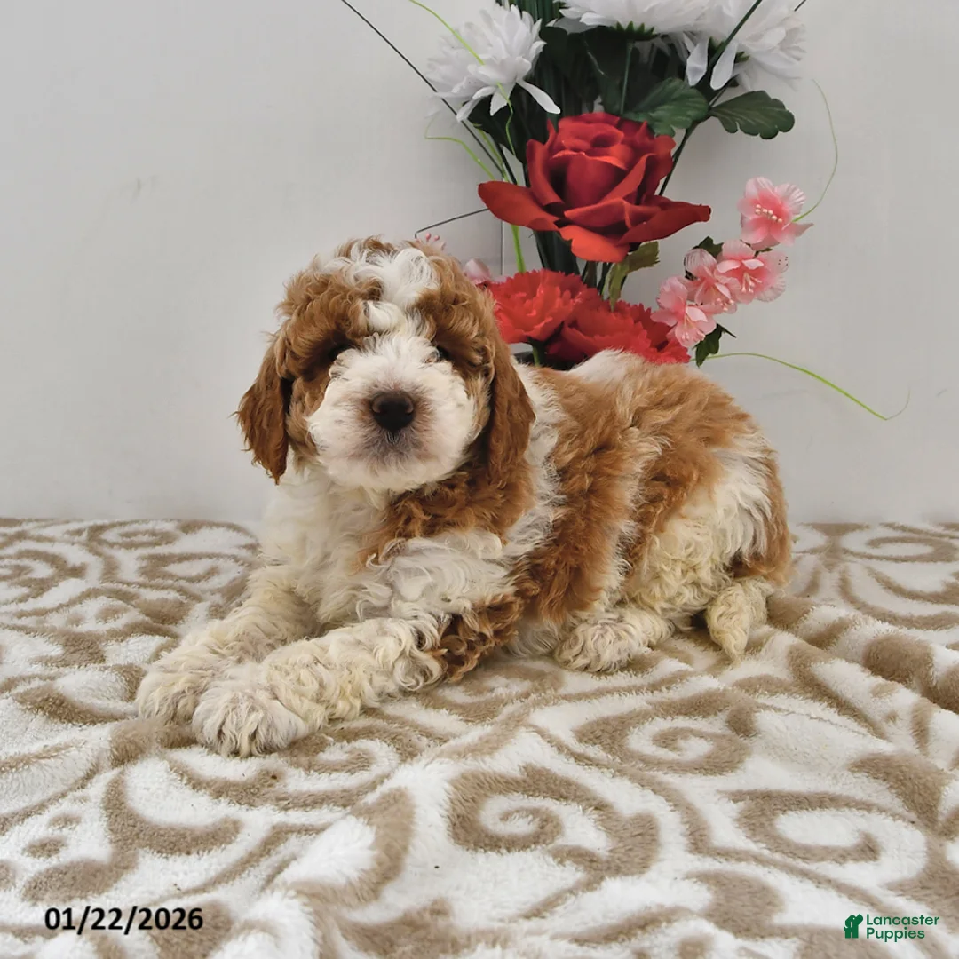 Mini Goldendoodle dogs for sale: Olivia - Ad 5