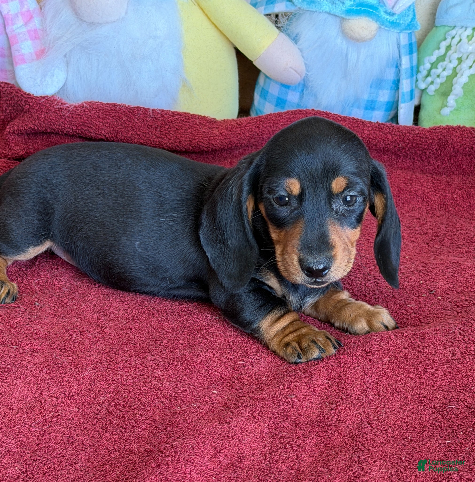 Miniature Dachshund dogs for sale: Zipper - Ad 1