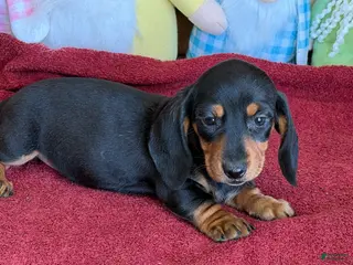 Miniature Dachshund dogs Zipper - Ad 8