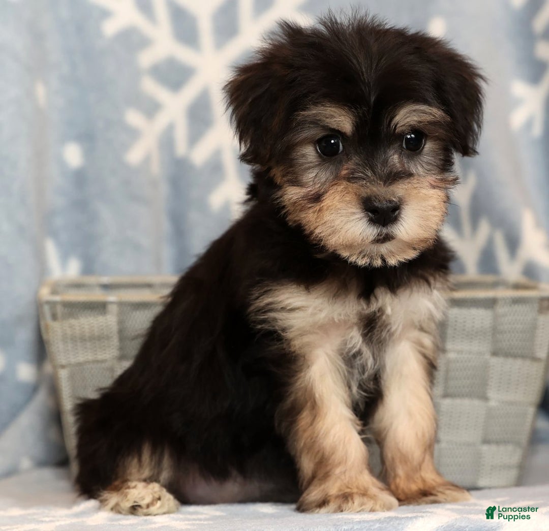 Yochon dogs for sale: Heidi - Ad 7