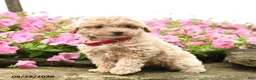 Miniature Poodle dogs for sale: Shortcake - Ad 3
