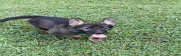 German Shepherd dogs for sale: German Shepherd Light Blue Collar - Ad 3