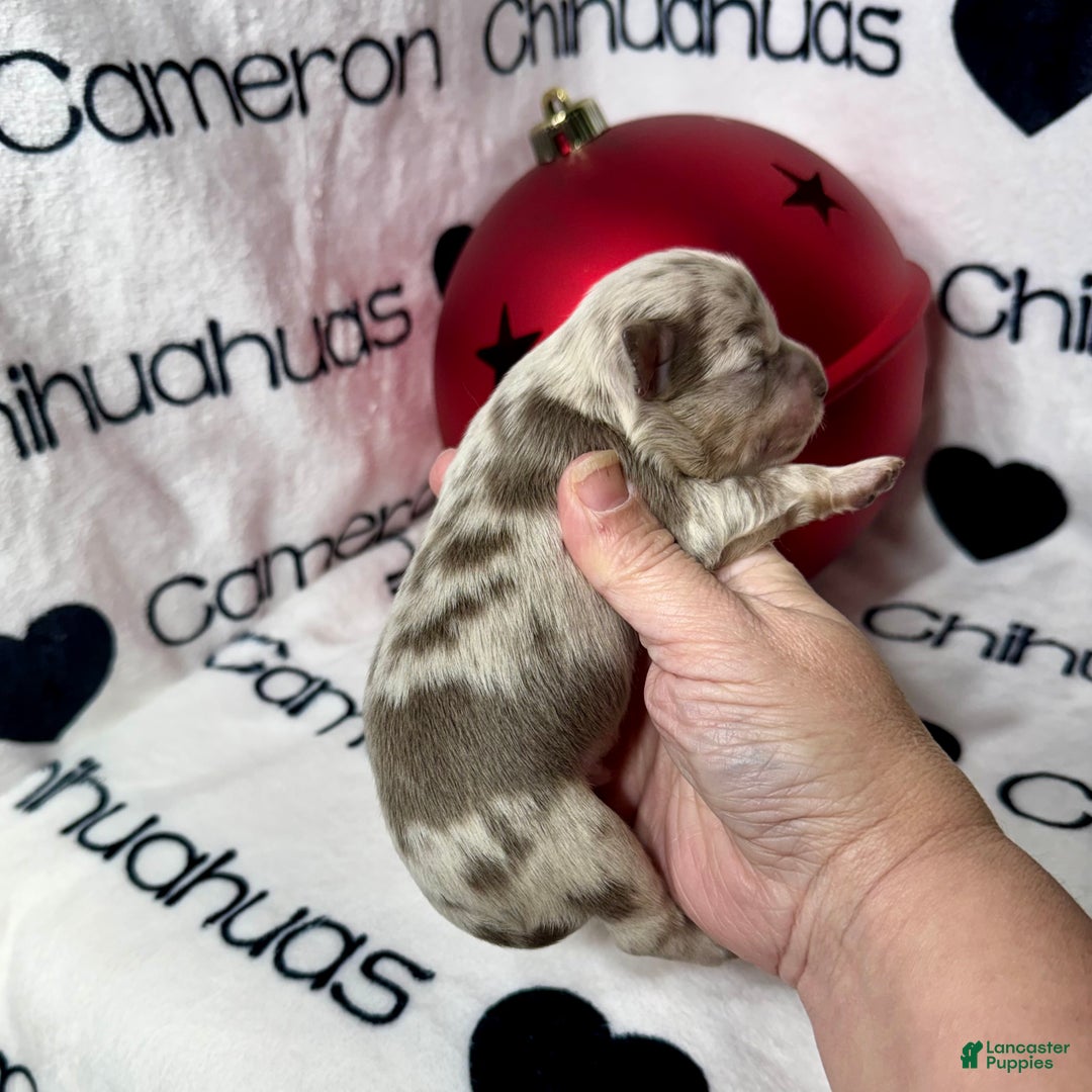 Chihuahua dogs for sale: Xavier Lavender Merle LC - Ad 3