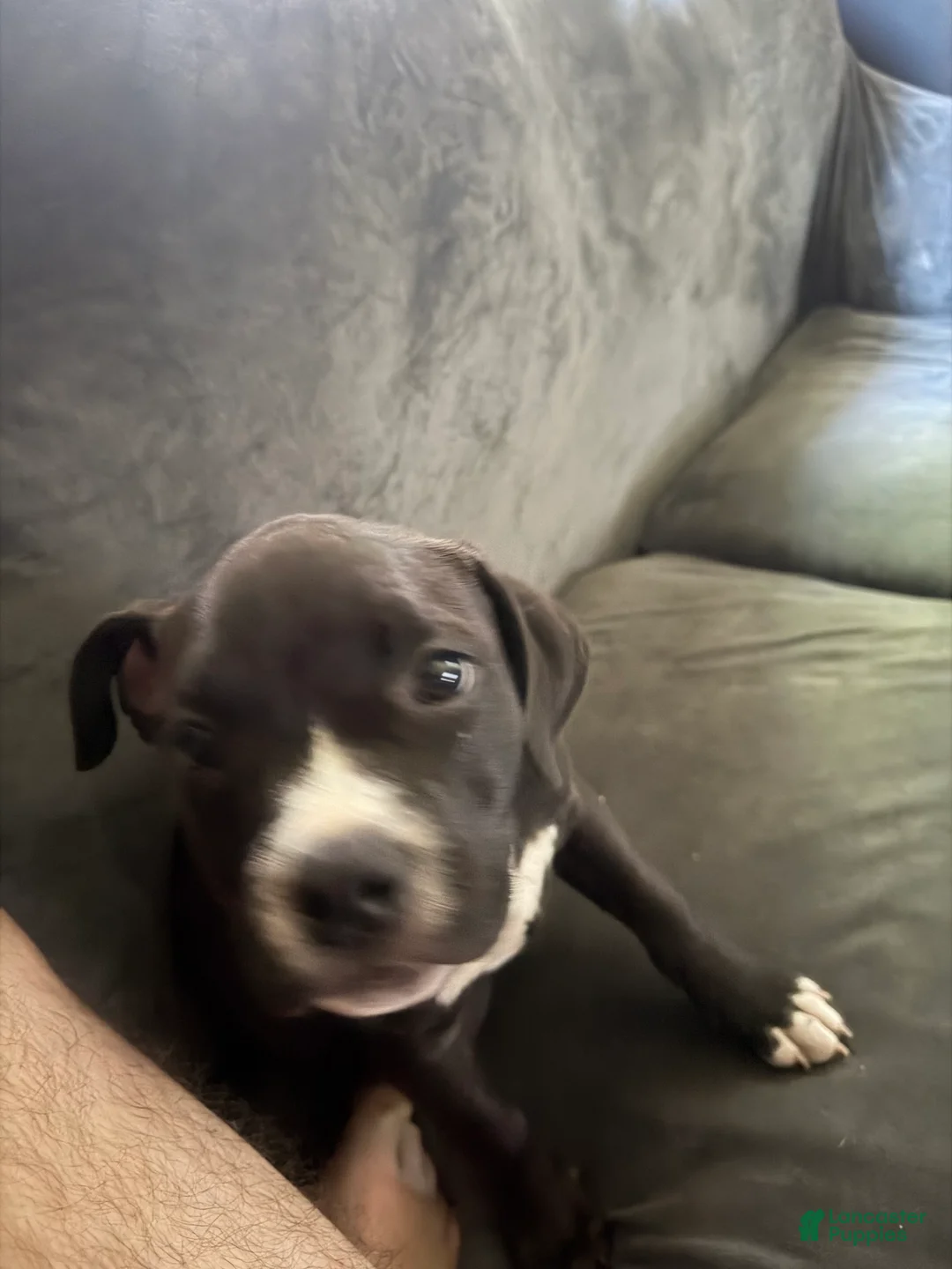 American Pit Bull Terrier dogs for sale: American Pit Bull Terrier Puppy 3 - Ad 2