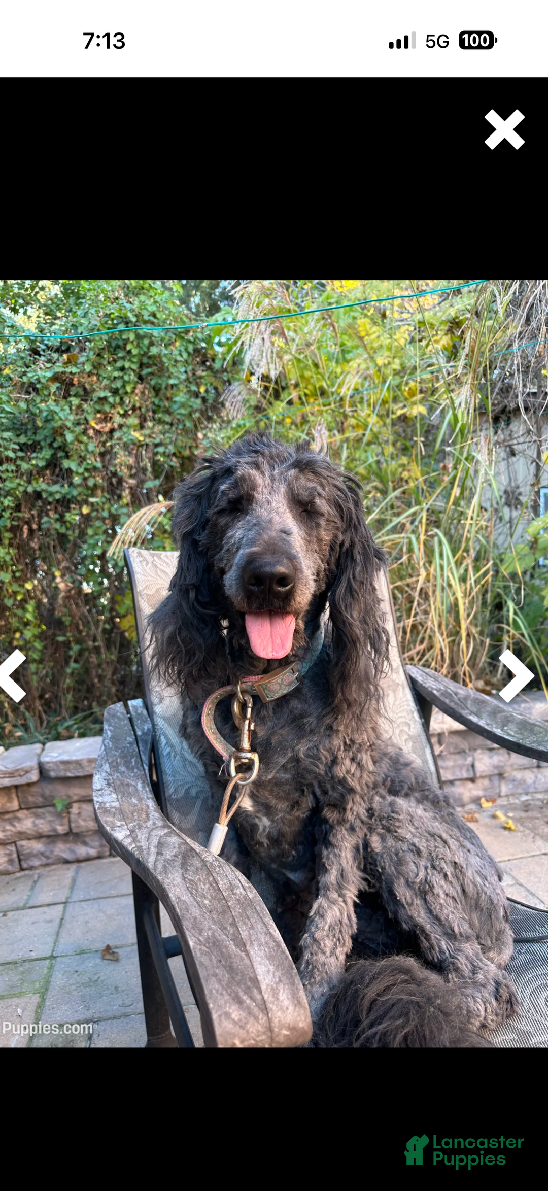 Goldendoodle dogs for sale: Coal - Ad 4