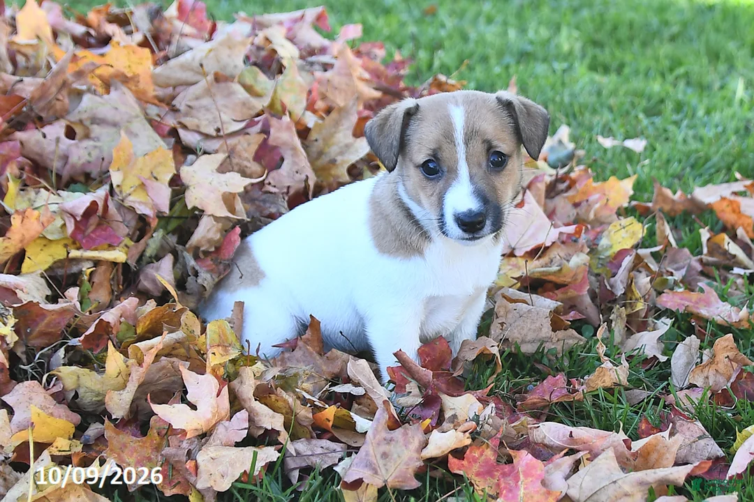 Jack Russell Terrier dogs for sale: Sugar - Ad 1