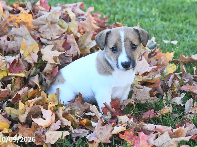 Jack Russell Terrier dogs for sale: Sugar - Ad 1