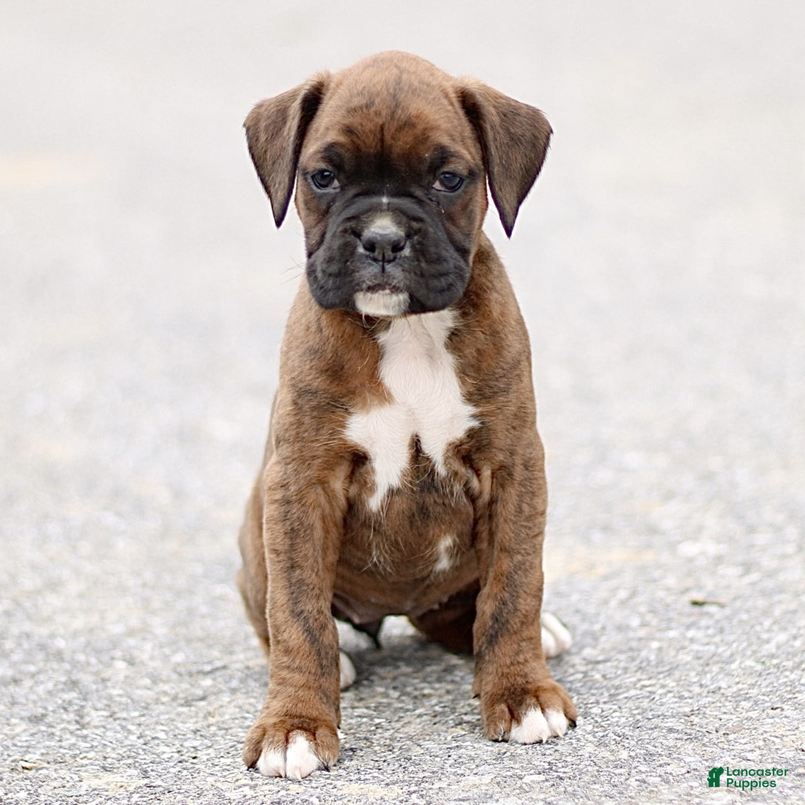 Boxer dogs Tammy - Ad 2