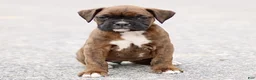 Boxer dogs for sale: Tammy - Ad 2