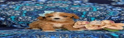 Cavapoo dogs for sale: Rylee - Ad 9