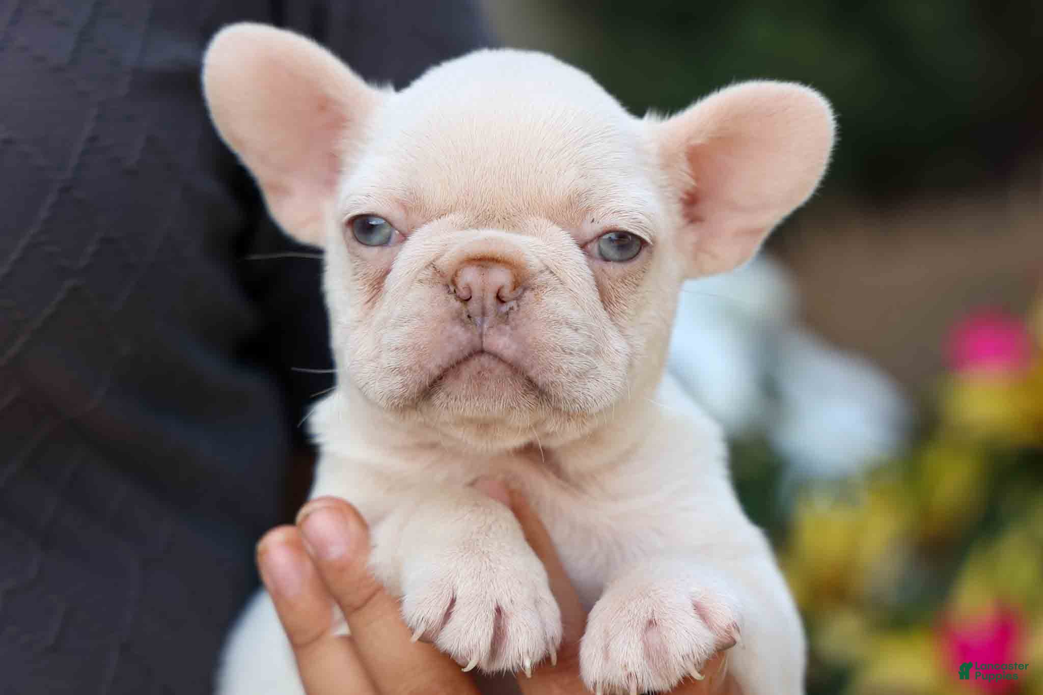 French Bulldog dogs Reba 💗 - Ad 2