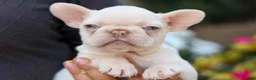 French Bulldog dogs for sale: Reba 💗 - Ad 2