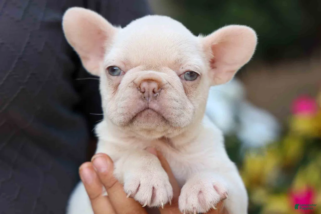 French Bulldog dogs for sale: Reba 💗 - Ad 2