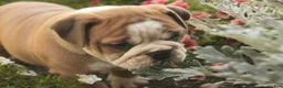 Mixed Breed dogs for sale: Dream Victorian Bulldog - Ad 9