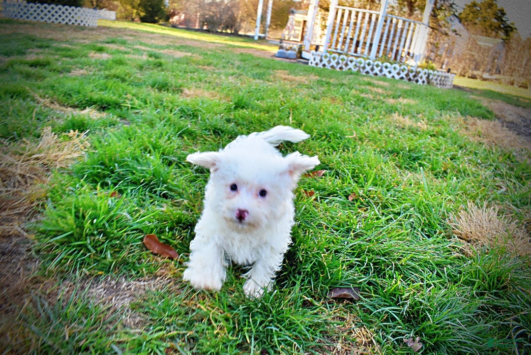 Havapoo dogs for sale: Queenie - Ad 14