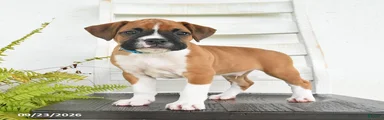 Buster