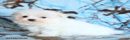 Maltese dogs for sale: Snowbell - Ad 3