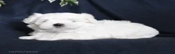 Maltese dogs for sale: Flossie - Ad 4