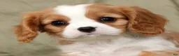 Cavalier King Charles Spaniel dogs for sale: Mitch - Ad 9