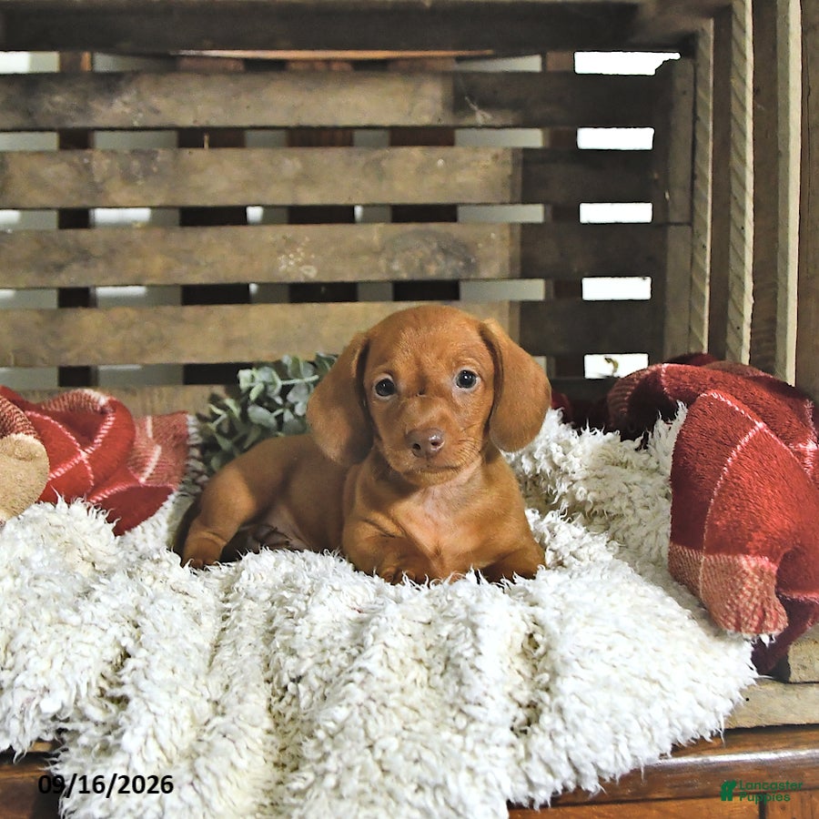 Miniature Dachshund dogs Liam - Ad 1