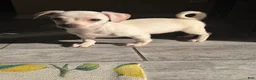 Chihuahua dogs for sale: Charlie - Ad 1