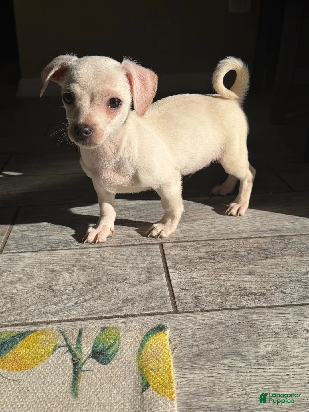Chihuahua dogs for sale: Charlie - Ad 1