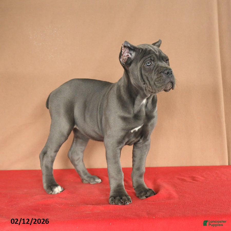 Cane Corso dogs Meadow - Ad 2