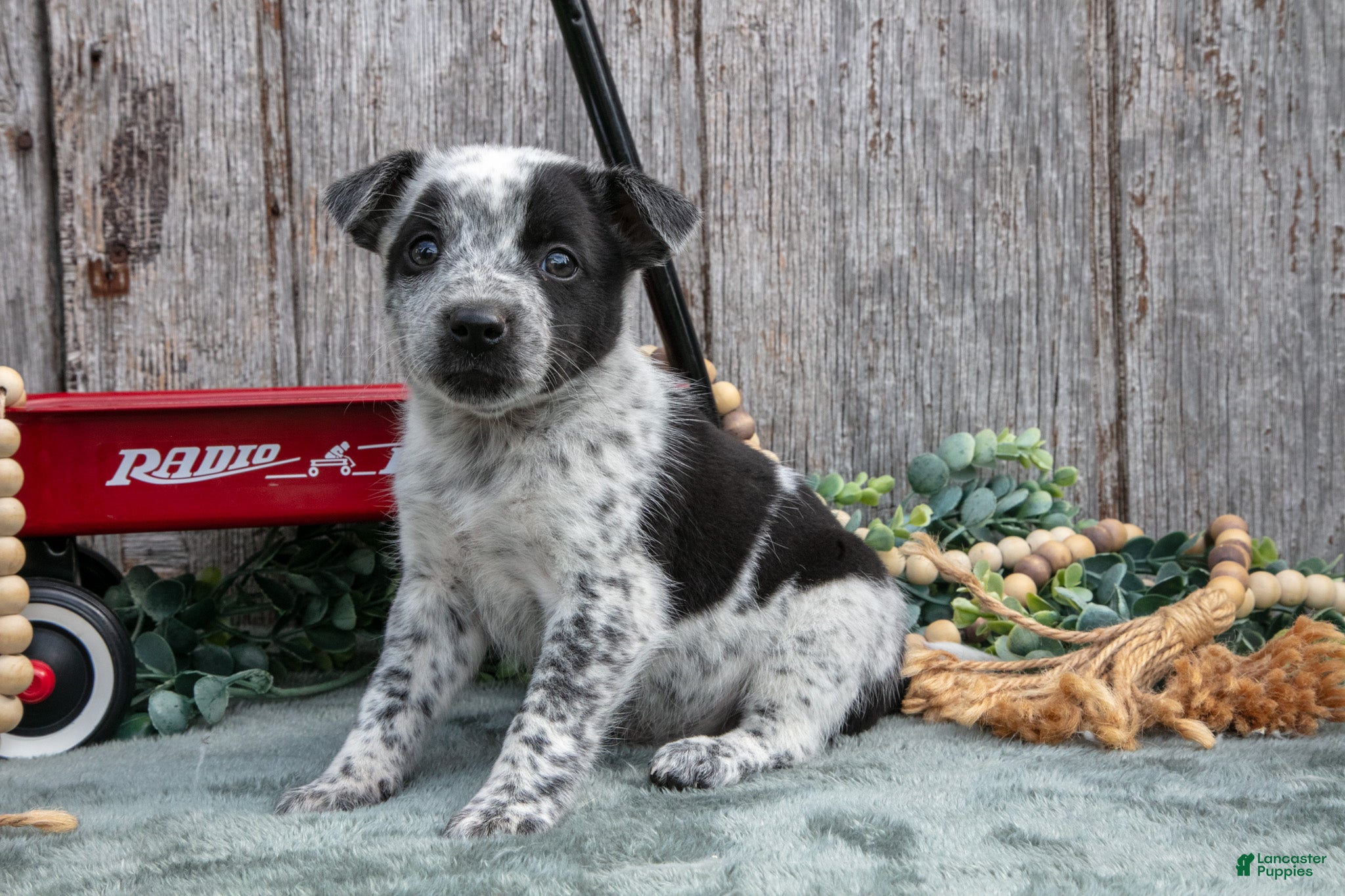Mixed Breed dogs Sage - Ad 1