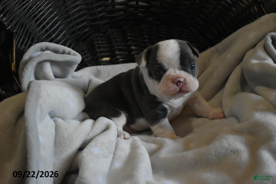 Frenchton dogs Romeo - Ad 1