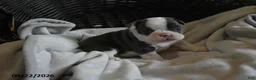 Frenchton dogs for sale: Romeo - Ad 1