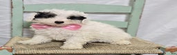 Pomapoo dogs for sale: Lolly - Ad 3