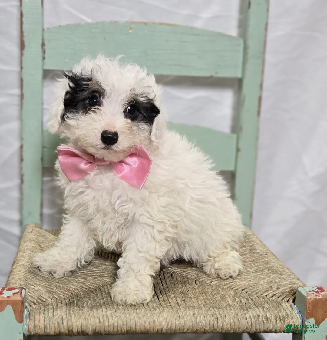 Pomapoo dogs for sale: Lolly - Ad 3