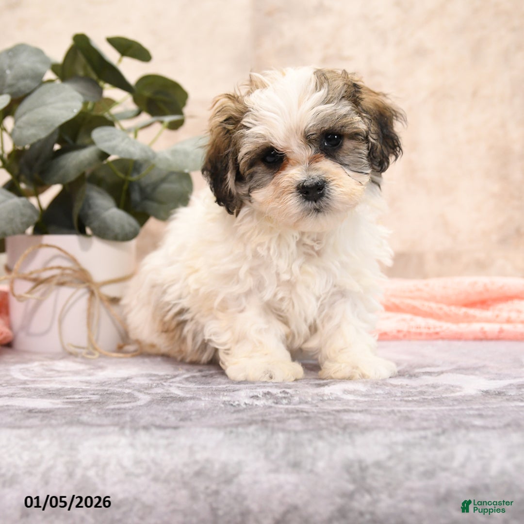 Teddy Bear dogs for sale: Makis - Ad 1