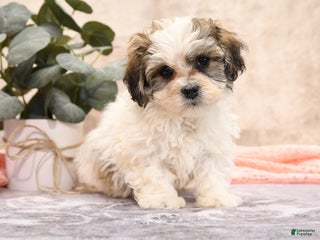 Teddy Bear dogs Makis - Ad 17