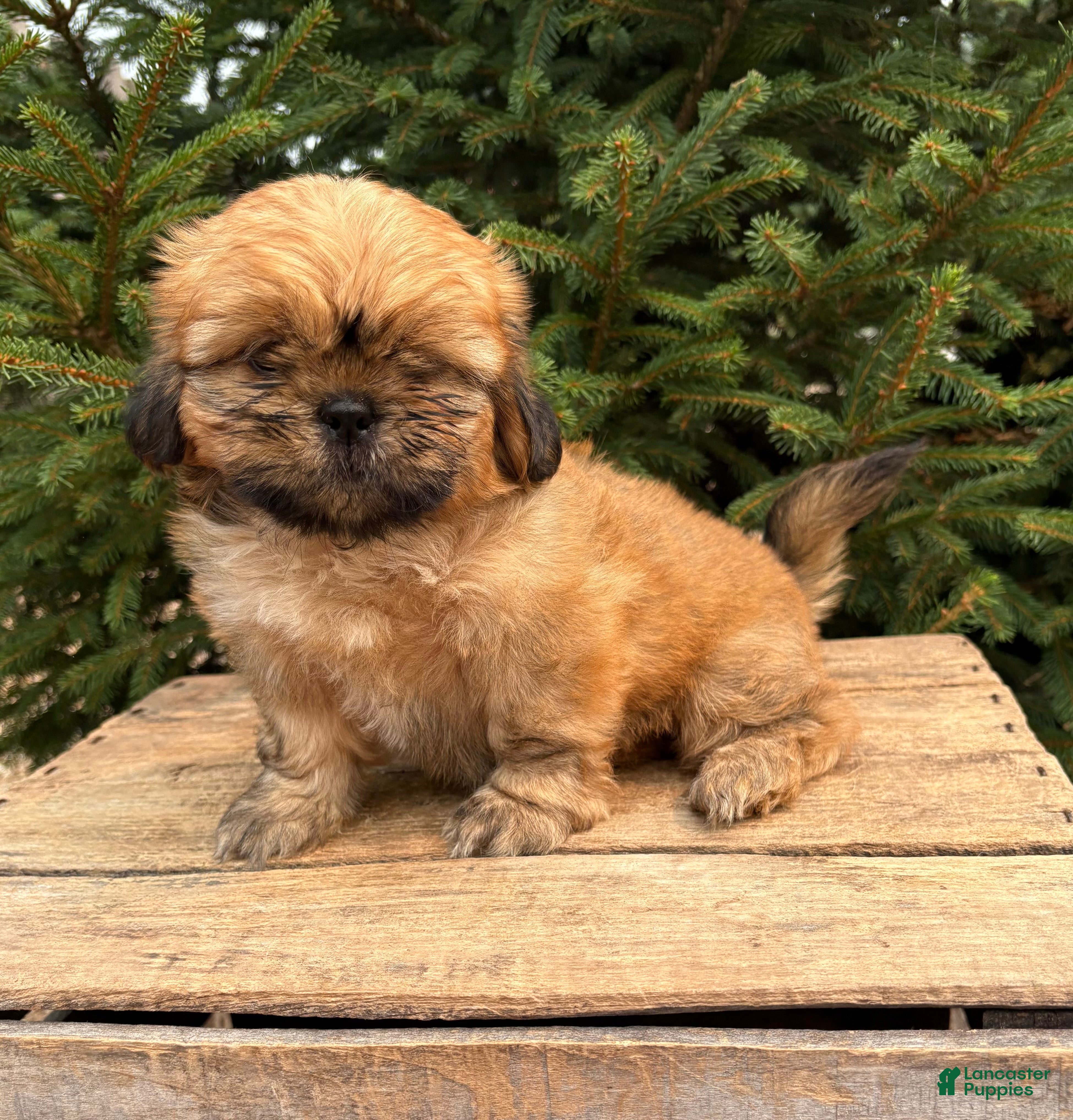 Shih Tzu dogs Juniper - Ad 2