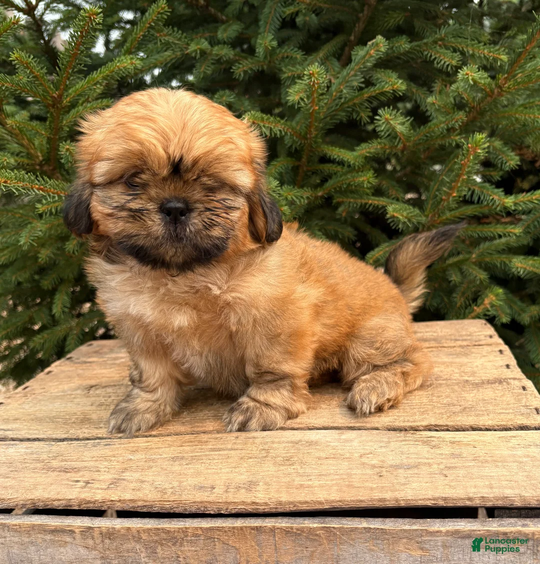 Shih Tzu dogs for sale: Juniper - Ad 2